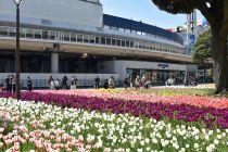 チューリップ画像１