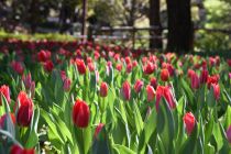 チューリップ画像２