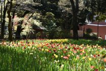 チューリップ画像３