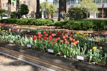 チューリップ画像４