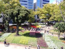 チューリップ画像１