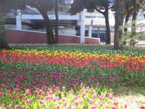 チューリップ画像２