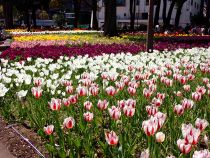 チューリップ画像３