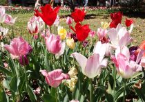 チューリップ画像４