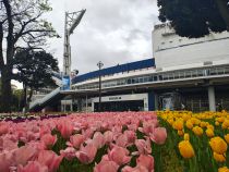 チューリップ画像１