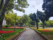 チューリップ画像２