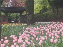 チューリップ画像３