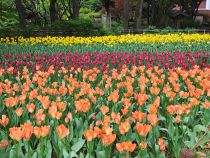 チューリップ画像４