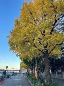 Photo 4 of Ginkgo on December 1