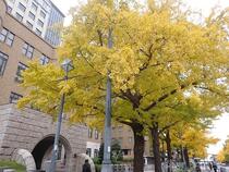 Photo 2 of Ginkgo on December 5