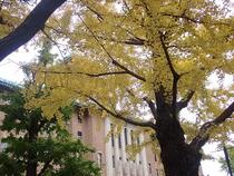 Photo 3 of Ginkgo on December 5
