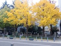 Photo 4 of Ginkgo on December 5
