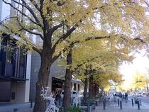 Photo 3 of Ginkgo on December 8