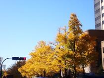 Photo 4 of Ginkgo on December 8