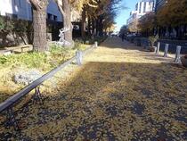 Photo 2 of Ginkgo on December 13