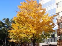 Photo 4 of Ginkgo on December 13