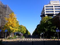 11月14日のイチョウの写真１