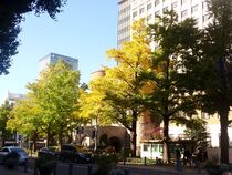 11月14日のイチョウの写真２