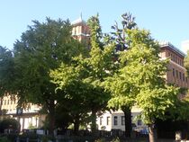 11月14日のイチョウの写真３