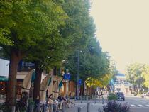 11月14日のイチョウの写真４