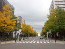 11月18日のイチョウの写真１