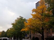 11月18日のイチョウの写真２