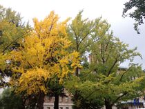 11月18日のイチョウの写真３