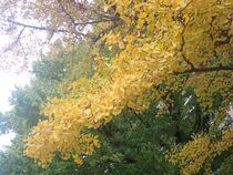 11月18日のイチョウの写真４