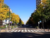 11月20日のイチョウの写真１