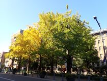 11月20日のイチョウの写真２