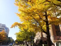 11月20日のイチョウの写真３