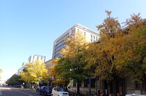 11月20日のイチョウの写真４