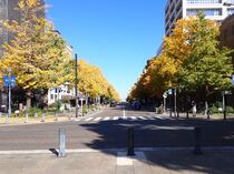 11月26日のイチョウの写真１