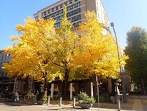 11月26日のイチョウの写真２