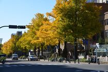 11月26日のイチョウの写真３