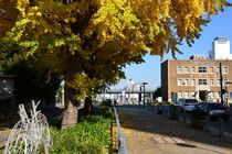 11月28日のイチョウの写真１