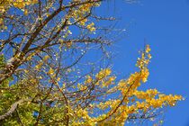 11月28日のイチョウの写真２