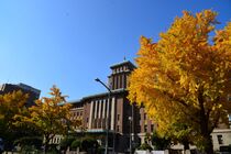 11月28日のイチョウの写真４