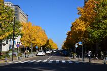 11月28日のイチョウの写真３