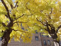 12月1日のイチョウの写真１