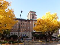 12月1日のイチョウの写真２