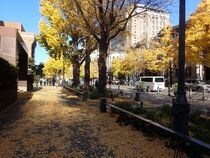 12月1日のイチョウの写真３