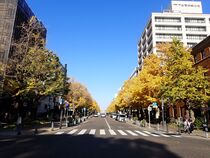 12月1日のイチョウの写真４