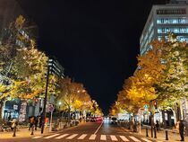 イチョウとイルミネーション1