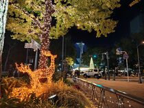 イチョウとイルミネーション2