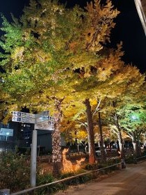 イチョウとイルミネーション3