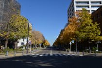 12月5日のイチョウの写真1