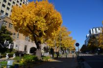 12月5日のイチョウの写真2