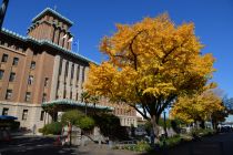 12月5日のイチョウの写真3