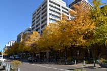 12月5日のイチョウの写真4